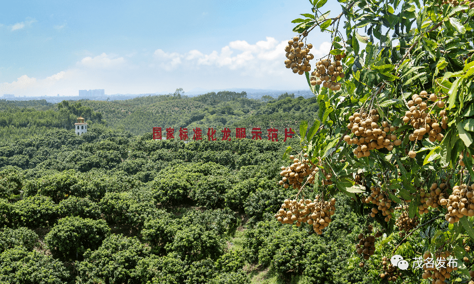 茂名荔枝最新消息，繁荣产业与品质升级