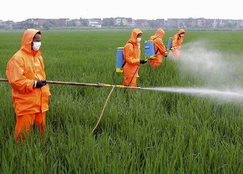 瓜实蝇最新防治措施，保护农作物的新策略